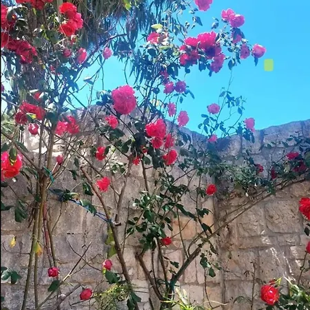 Il Trullo Delle Rose Ferienhaus *