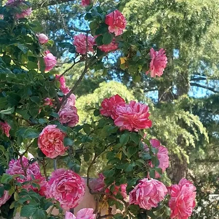 Il Trullo Delle Rose 別荘